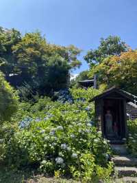 🏮小樽隱世秘境|住吉神社+天上寺夏日閒遊散步路線🌸