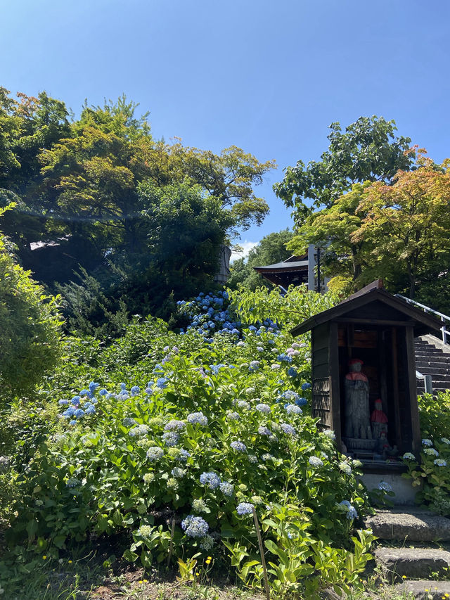 🏮小樽隱世秘境|住吉神社+天上寺夏日閒遊散步路線🌸