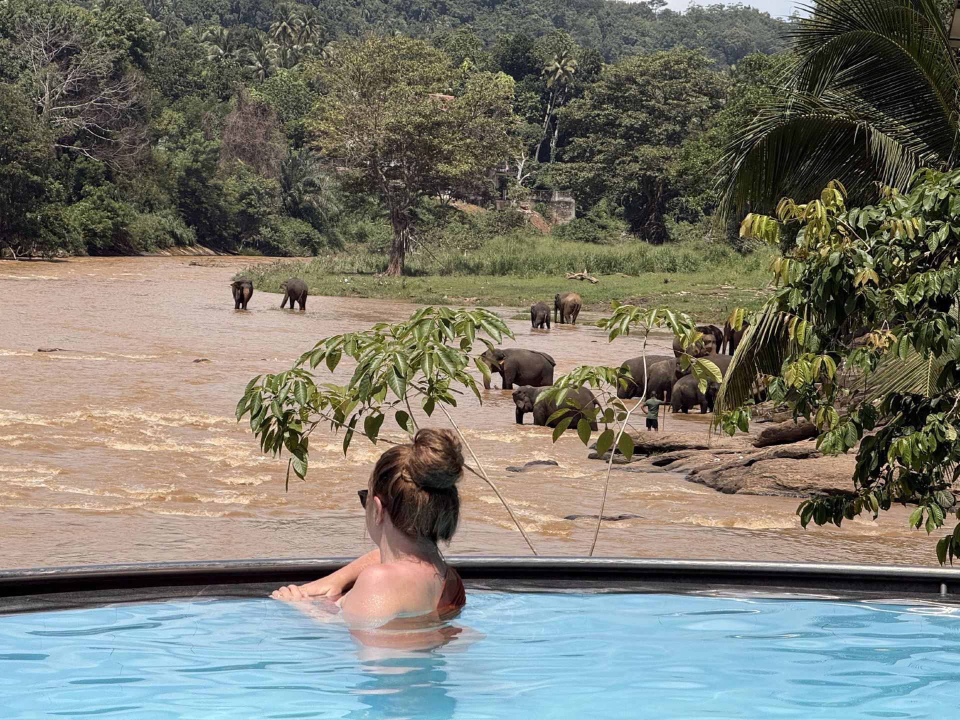 🐘☕ Breakfast With Elephants for Just $8! 🇱🇰😍 The Most Scenic Breakfast in Sri Lanka?