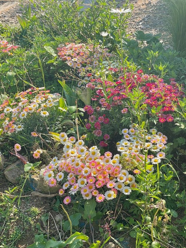 🍀남해 다랭이마을에서 가장 핫한 카페, 카페톨🍀