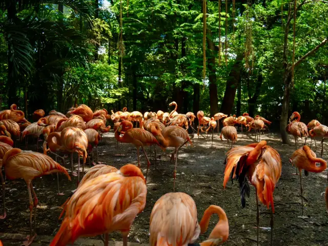 🦩🐘曼谷野生動物世界：親近自然的奇妙之旅