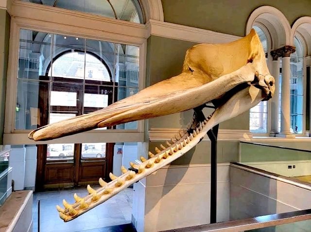 National Museum of Scotland National Museum of Scotland