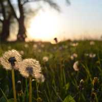 Wampener street … true nature Germany