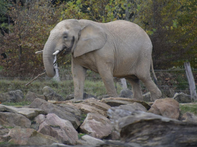 ZooParc de Beauval 🐘