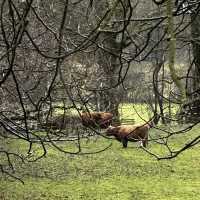 Exploring Pollok House and its Spanish Art