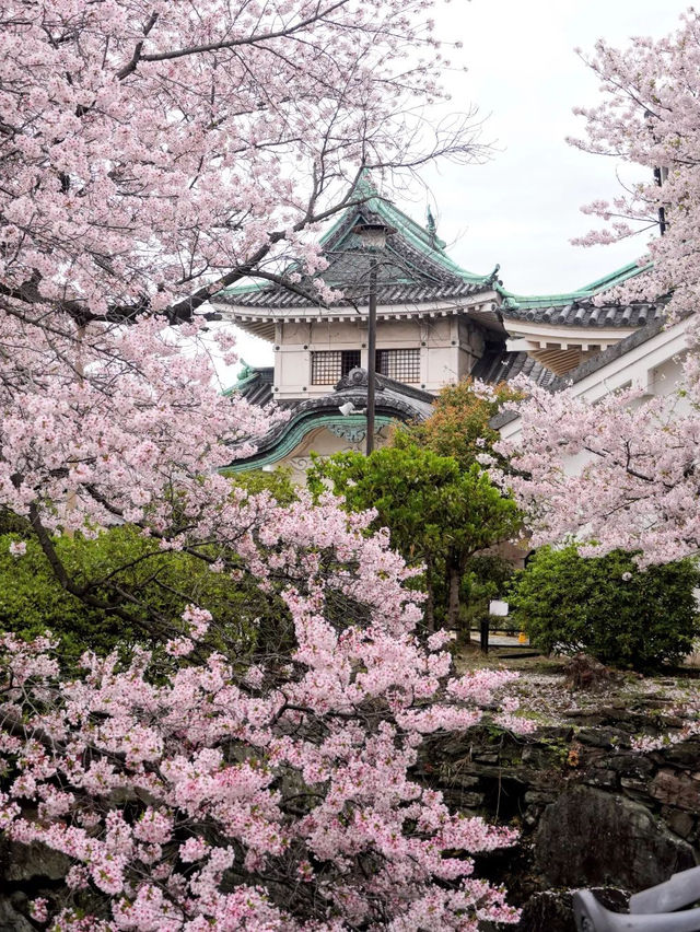 💕🌸 와카야마 성💕🌸