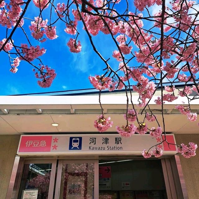 🌸河津賞櫻大道🌸超美賞櫻花熱點🌸