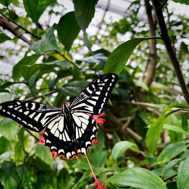 🐛伊丹市昆蟲館🐝日本標本數量最多的展覽