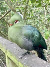 🦜 Discover Birds of Eden, South Africa 🌿