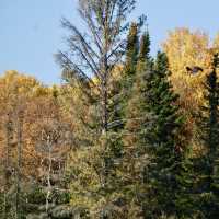 Fall Foliage on the Edge of Winter