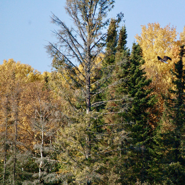 Fall Foliage on the Edge of Winter