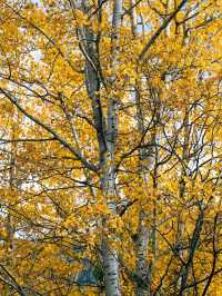 워싱턴의 가을 추억 🍂