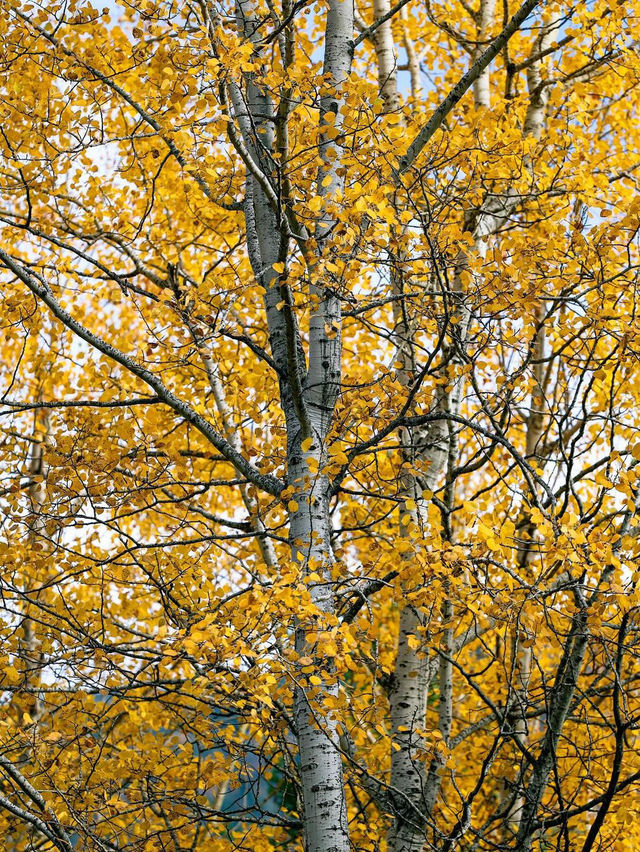 워싱턴의 가을 추억 🍂