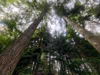 Evergreen Scotland 