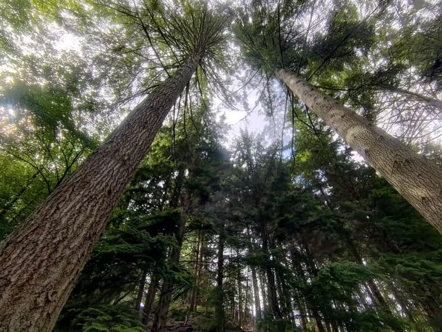 Evergreen Scotland 