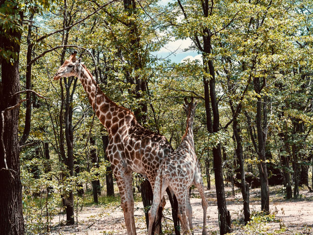 Hanging out with wildlife at Chengeta Safari Lodge