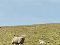 Happy Easter @ White Cliff Seven Sisters 