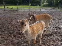 Place for animal lovers in Christchurch