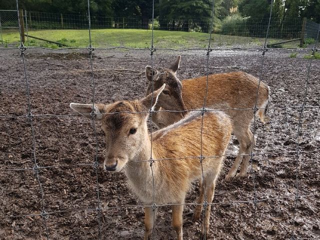 Place for animal lovers in Christchurch