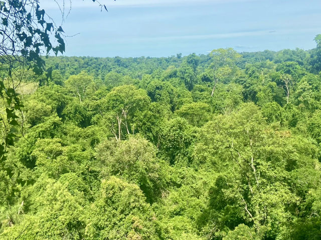 Quiet Trails & Jungle Sounds