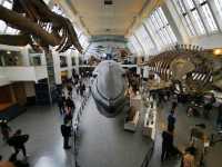 Discovering the Natural World: Reflections on Natural History Museum