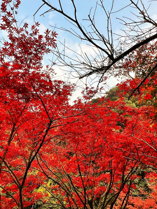 🍁 Red Leaves & Romance in Longjing Village, Hangzhou 🍂