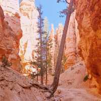 🎢 Bryce Canyon Transportation Tips: How to Ride, Park & Explore Hoodoo Country Like a Pro 🏞️🚌