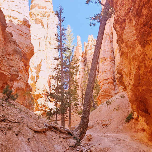 🎢 Bryce Canyon Transportation Tips: How to Ride, Park & Explore Hoodoo Country Like a Pro 🏞️🚌