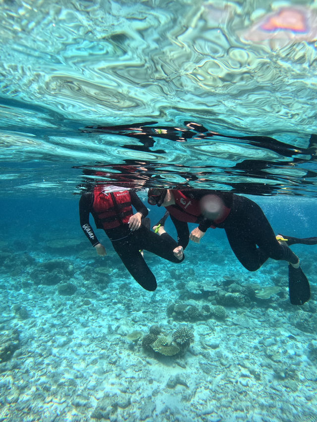 Swimming With Sharks in the Maldives: A Once-in-a-Lifetime Experience
