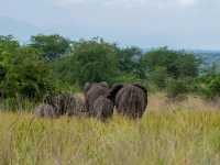  IN THE PEARL OF AFRICA WITH MANDELA SAFARI HOLIDAYS