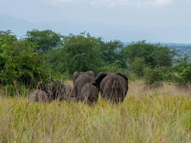  IN THE PEARL OF AFRICA WITH MANDELA SAFARI HOLIDAYS