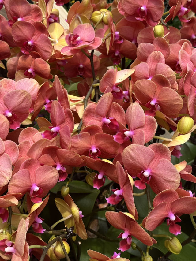 Shanghai Botanical Garden