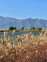 Autumn Light and Wind at Yanqi Lake 🌾💨