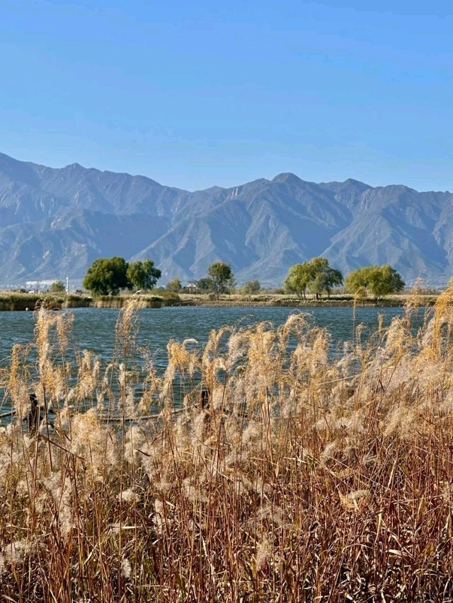 Autumn Light and Wind at Yanqi Lake 🌾💨
