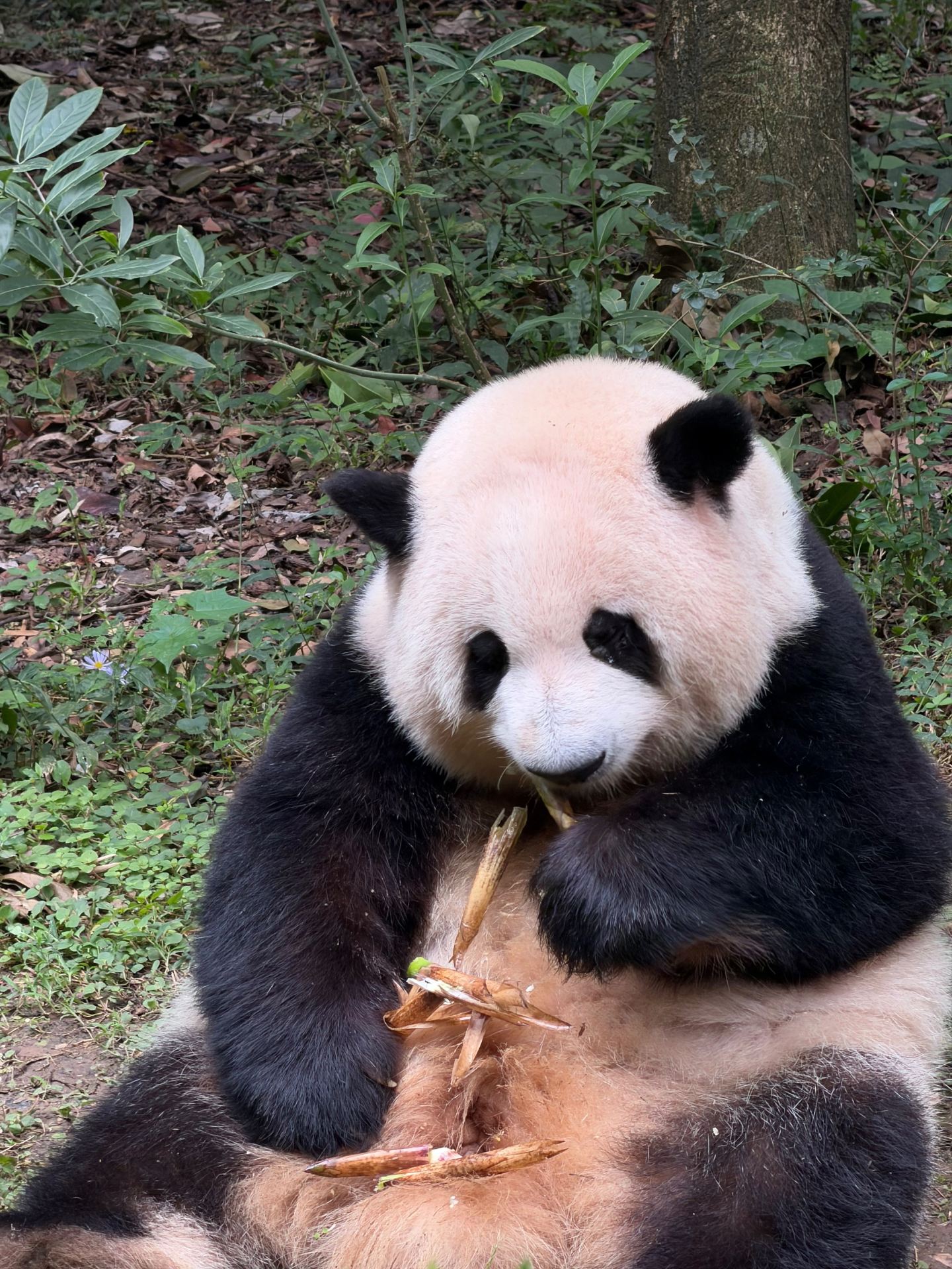Unforgettable Panda Encounters at Chengdu Research Base of Giant Panda Breeding