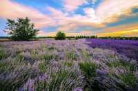 Provence | Lavender Field Travel Guide