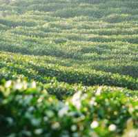Relaxing Greens at Longjing Village