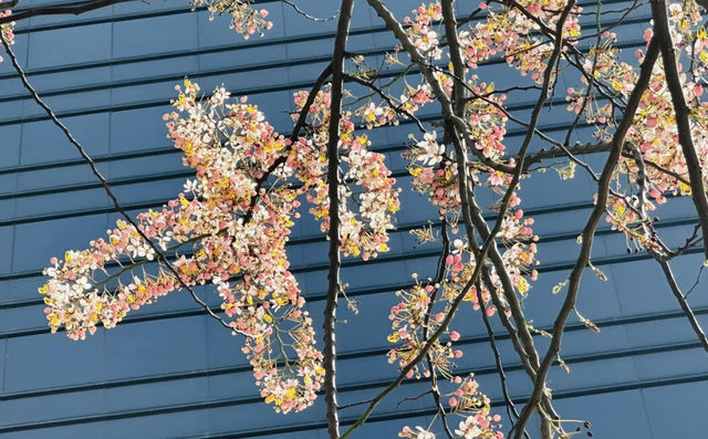 Hong Kong Flower Appreciation | Deciduous Tree in Central for a Century Blossoms with Determination!