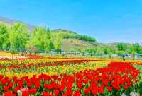 Qinghai Seven-color Flower Sea