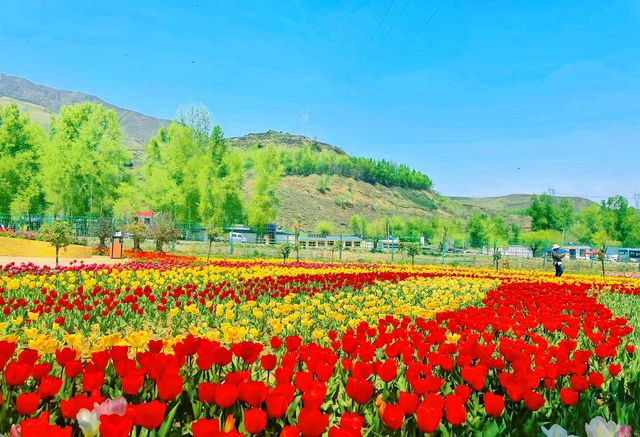 Qinghai Seven-color Flower Sea