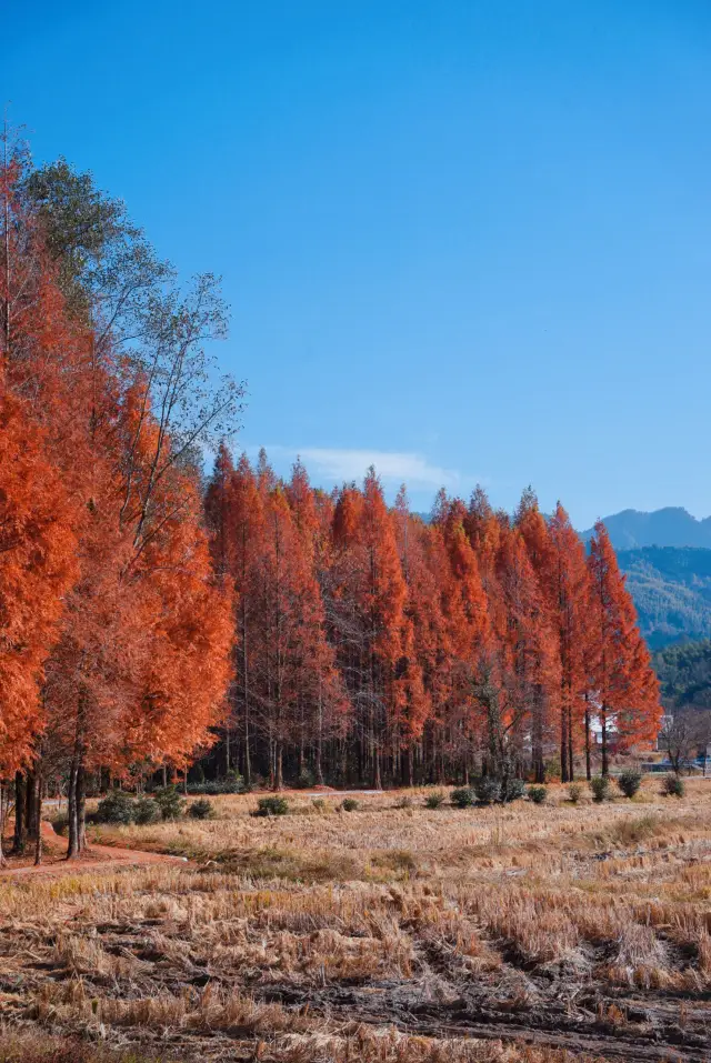 宏村に近い、九寨溝と並んで中国最美の秋色と称される、皖南の古い村