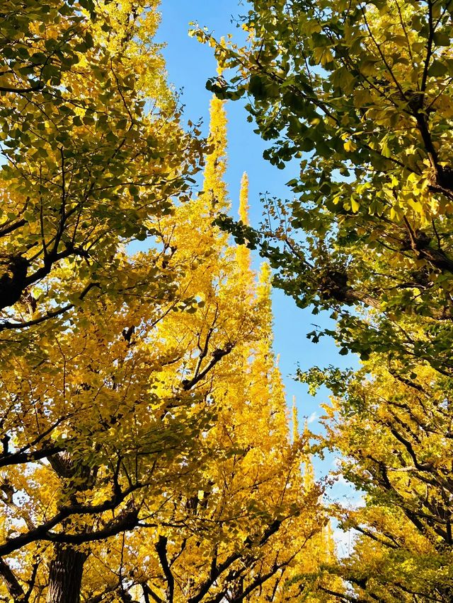 東京神宮外苑銀杏大道：一場金黃的秋日盛宴等你來賞