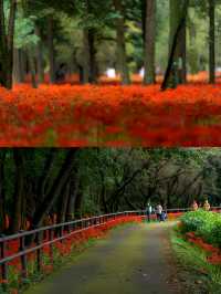 東京旅行日歸:巾著田曼珠沙華