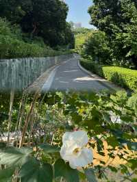 "深圳企龍山足球公園：仙境般的登山探索之旅"