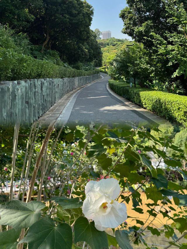 "深圳企龍山足球公園：仙境般的登山探索之旅"