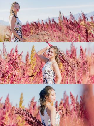 Gansu C position｜Dongzhai Quinoa, harvesting fiery hope in the fields