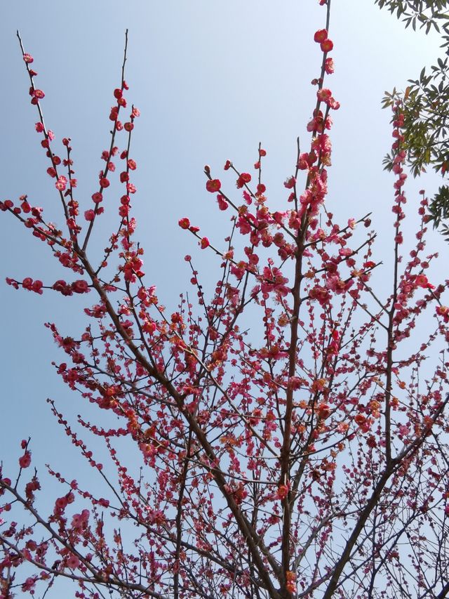 打卡湖南科技大學：櫻花園與知識殿堂的完美結合》