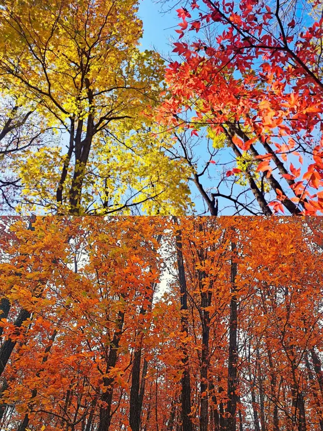 Jilin Jiaohe - Red Leaf Valley