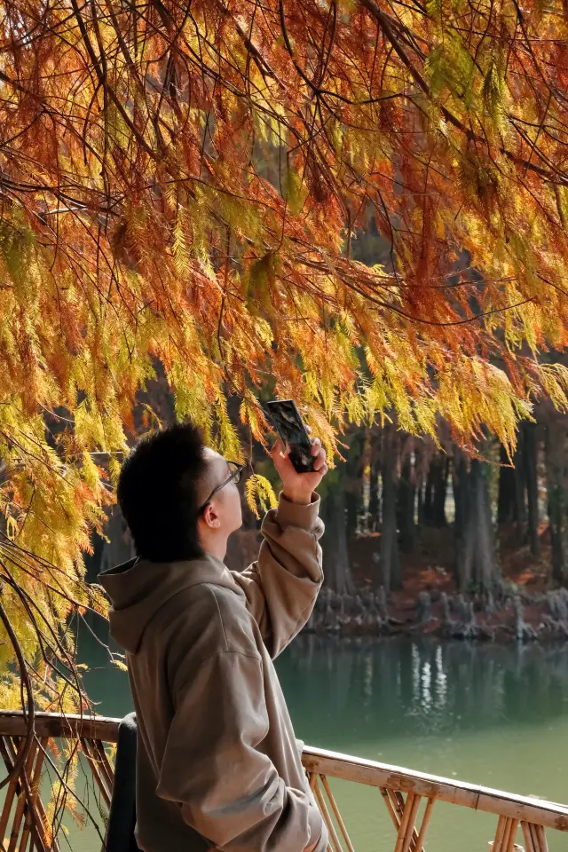 ภาพถ่ายในเซี่ยงไฮ้ | ต้นเซเคียเรียในสวนสาธารณะกำลังแดงอยู่! มีที่วางกล้องด้วย
