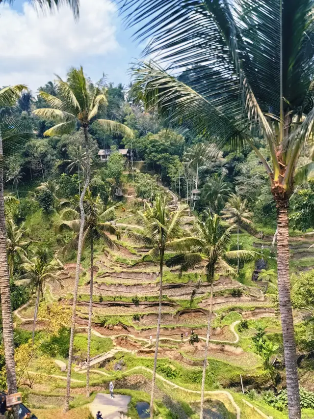 Exploring Bali | Tegalalang Rice Terrace